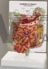 GI Tract Human Anatomical Model Cutaway